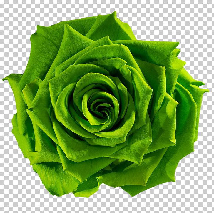 Garden Roses Flower Preservation Green PNG, Clipart, Blue, Color, Cut Flowers, Floral, Floral Design Free PNG Download
