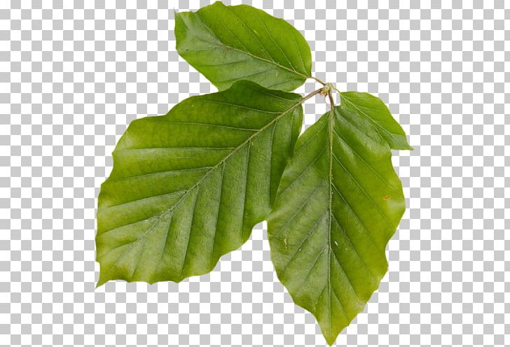 Leaf Deciduous Plant Stem Branching PNG, Clipart, Branch, Branching, Dag, Deciduous, Leaf Free PNG Download
