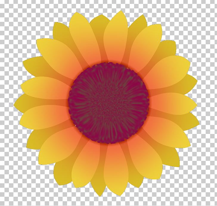Transvaal Daisy Sunflower M Close-up PNG, Clipart, Circle, Closeup, Closeup, Daisy Family, Flower Free PNG Download