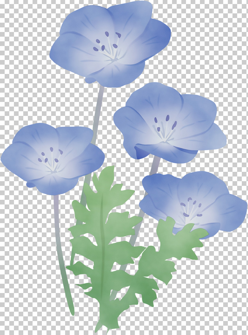 Flower Petal Plant Baby Blue Eyes Wildflower PNG, Clipart, Anemone, Baby Blue Eyes, Flower, Morning Glory, Paint Free PNG Download