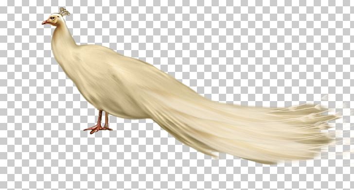 Bird Drawing Photomontage PNG, Clipart, Animal Figure, Animals, Bird, Chicken, Desktop Wallpaper Free PNG Download