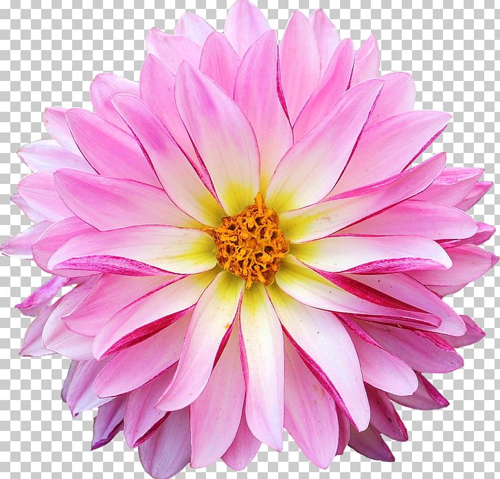 Dahlia Flower PNG, Clipart, Annual Plant, Aster, Chrysanths, Clip Art, Cut Flowers Free PNG Download