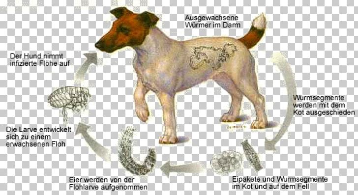 Dog Tapeworms Cat Puppy PNG, Clipart, Biological Life Cycle, Carnivoran, Cat, Cysticercus, Deworming Free PNG Download