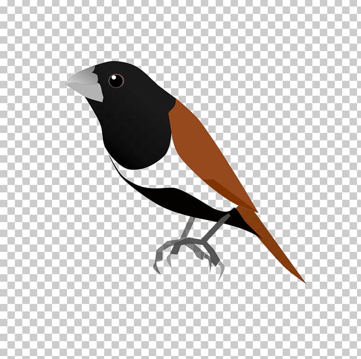 Finch Tricoloured Munia Chestnut Munia Bird Encyclopedia PNG, Clipart, American Sparrows, Animal, Animals, Beak, Bird Free PNG Download