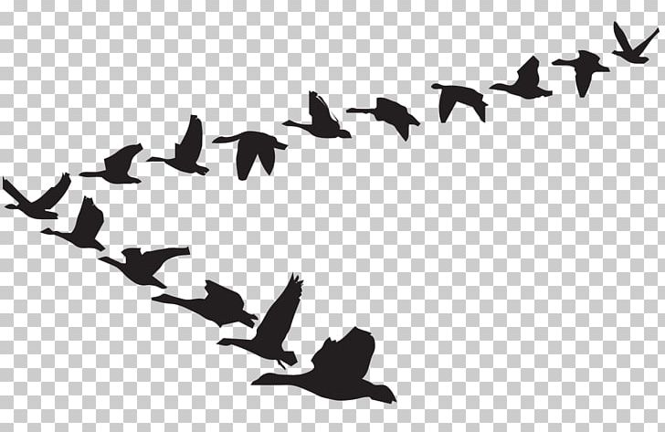 Goose Bird Flight Graphics PNG, Clipart, Animal Migration, Animals, Beak, Bird, Bird Migration Free PNG Download