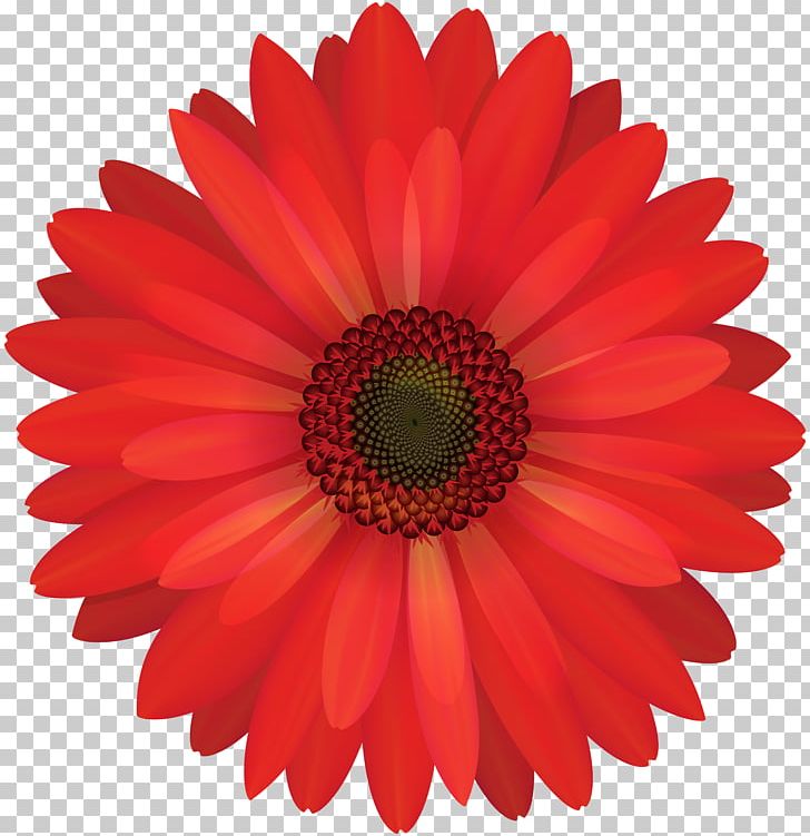 Transvaal Daisy Common Daisy PNG, Clipart, Chrysanthemum, Clip Art, Clipart, Closeup, Common Daisy Free PNG Download