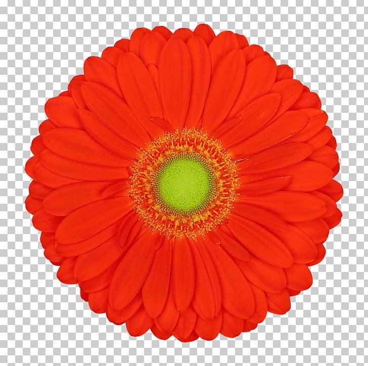 Transvaal Daisy Graphics Cut Flowers Illustration Product PNG, Clipart, Color, Cut Flowers, Daisy Family, Florist, Floristry Free PNG Download