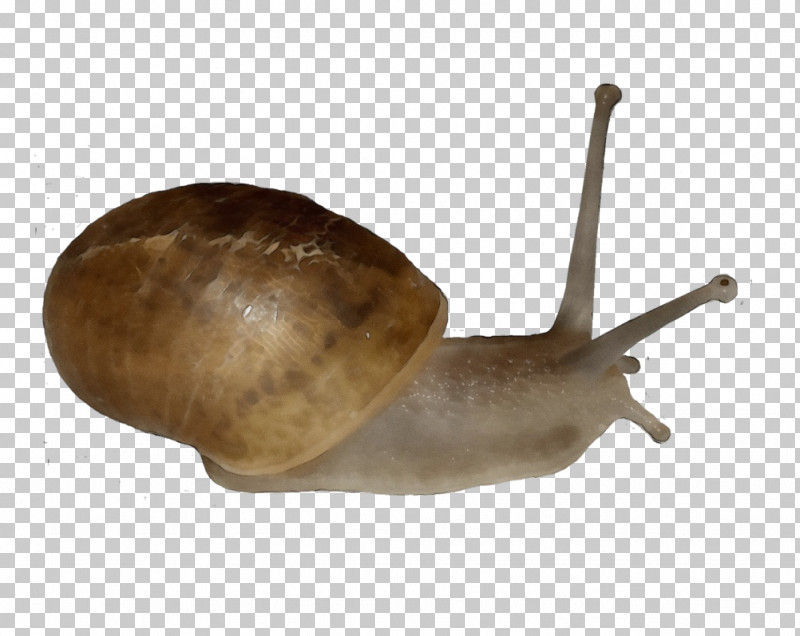 Slug Mollusca Snail Science Biology PNG, Clipart, Biology, Mollusca, Paint, Science, Slug Free PNG Download
