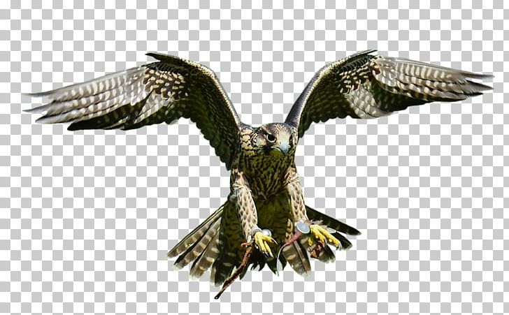 Bald Eagle Bird Hawk PNG, Clipart, Accipitriformes, Animals, Bald Eagle, Beak, Bird Free PNG Download