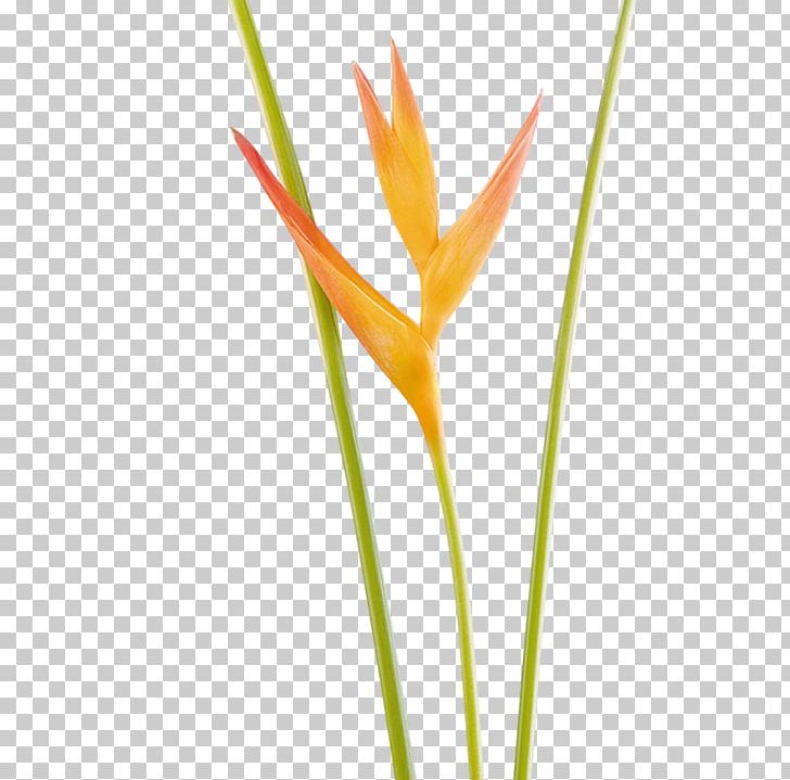 Flower Heliconia Psittacorum Opal Vase Life Heliconia Bihai PNG, Clipart, Bird Of Paradise Flower, Calatheas, Commodity, Floristry, Flower Free PNG Download