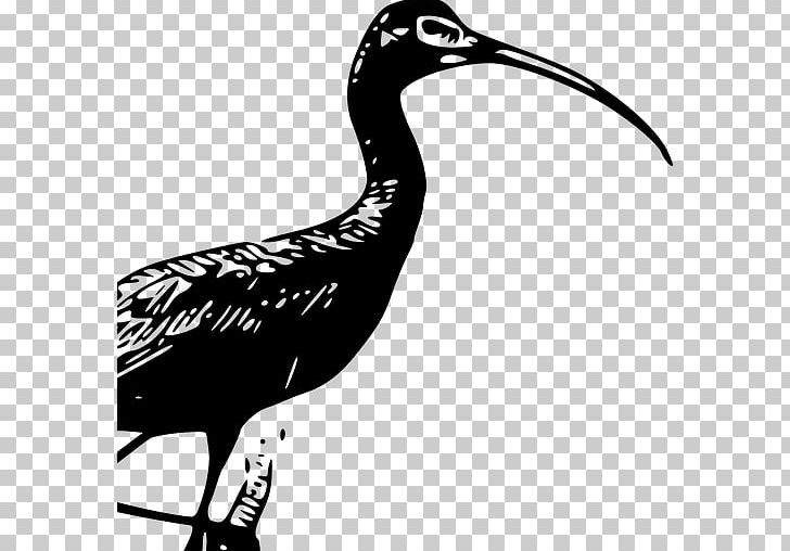 Glossy Ibis American White Ibis PNG, Clipart, African Sacred Ibis, American White Ibis, Beak, Bird, Black And White Free PNG Download