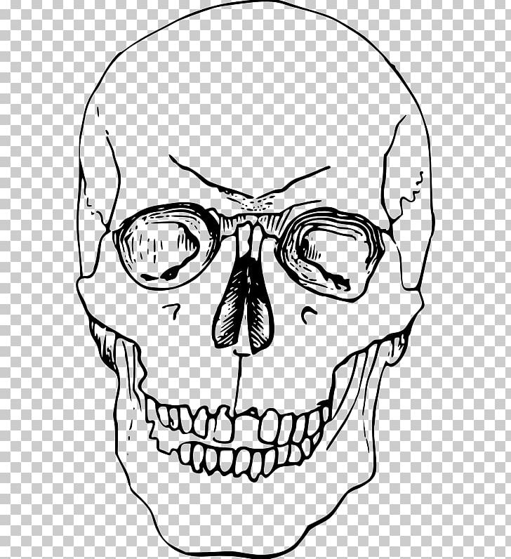 Nose Skeleton Bone Head PNG, Clipart, Angle, Area, Black And White ...