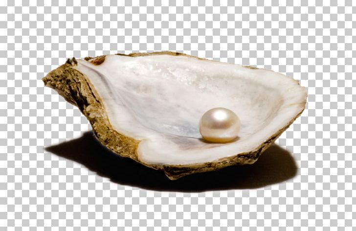 Oyster Clam Bivalvia Pearl Seashell PNG, Clipart, Animal Product, Animals, Birthstone, Bivalvia, Clam Free PNG Download