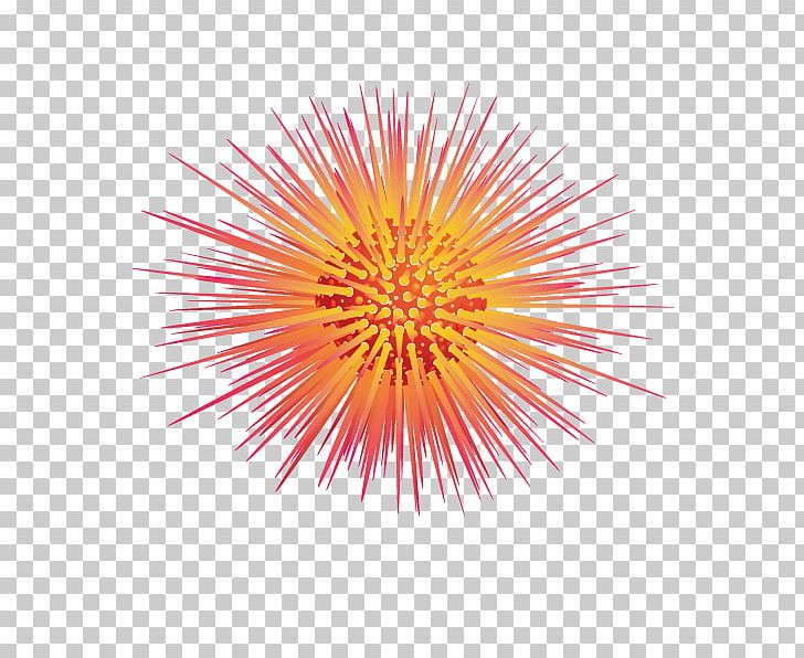 Sea Urchin Euclidean PNG, Clipart, Article Radiation, Biological Illustration, Christmas Decoration, Decorative Elements, Decorative Pattern Free PNG Download