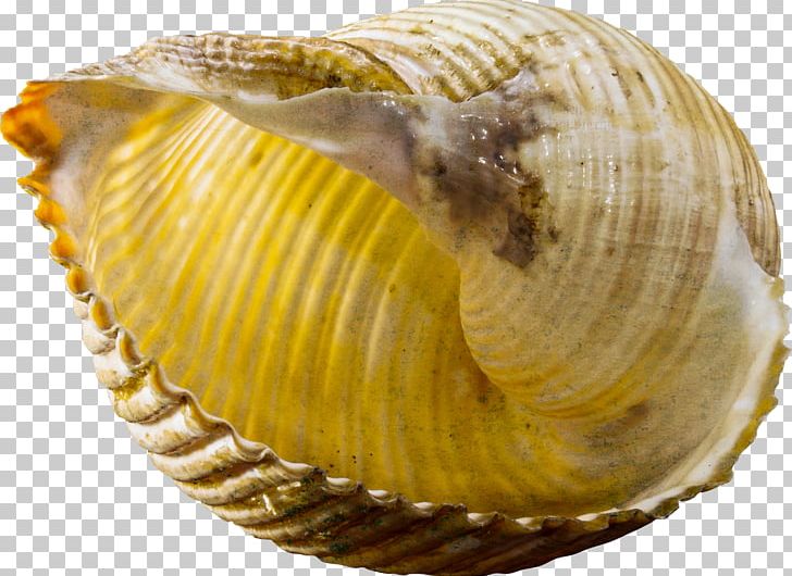 Seashell Gastropod Shell Snail Conch PNG, Clipart, Animal Source Foods, Beach, Clam, Clams Oysters Mussels And Scallops, Frame Free Vector Free PNG Download