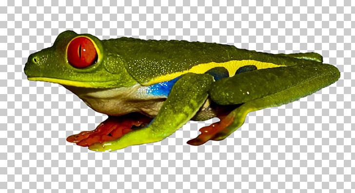 True Frog Red-eyed Tree Frog Poison Dart Frog PNG, Clipart, Amphibian, Animal, Animals, Australian Green Tree Frog, Clip Free PNG Download