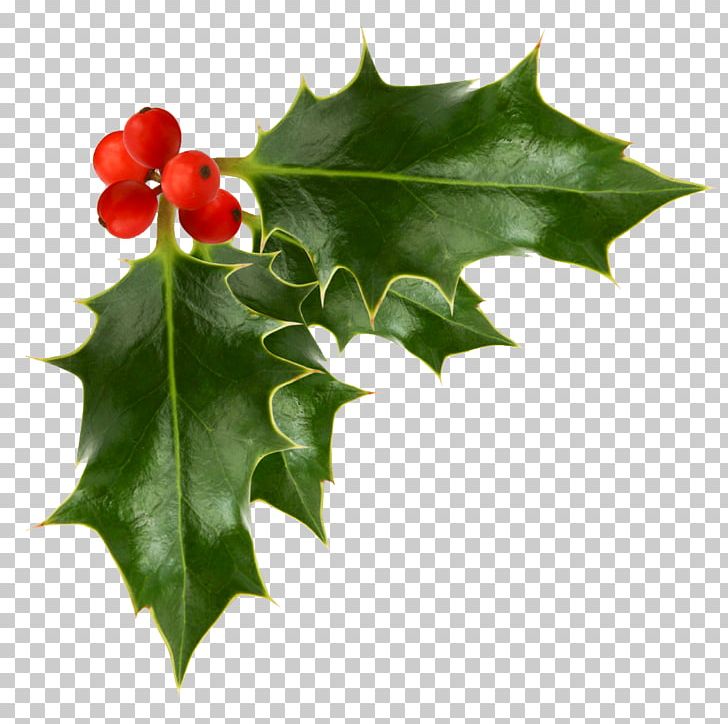 Common Holly PNG, Clipart, Aquifoliaceae, Aquifoliales, Berries, Berry, Branch Free PNG Download