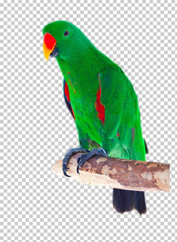 Eclectus Parrot Bird Cockatoo Red-winged Parrot Stock Photography PNG, Clipart, Animal, Animals, Clips, Common Pet Parakeet, Decorative Free PNG Download