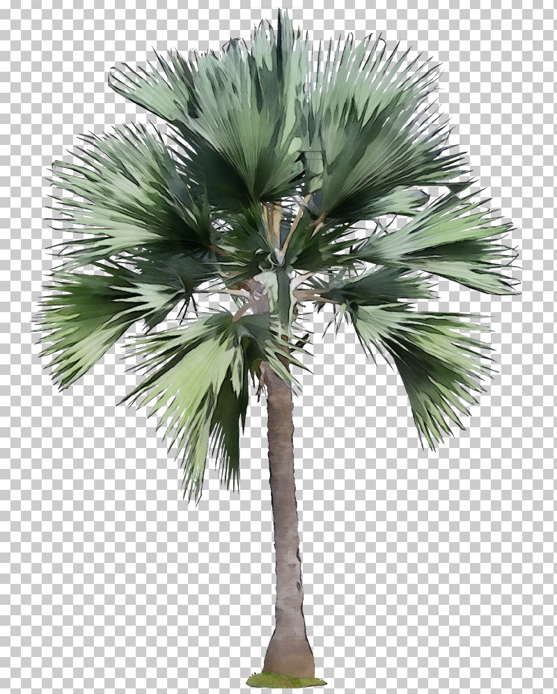 Palm Tree PNG, Clipart, Arecales, Borassus Flabellifer, Desert Palm, Paint, Palm Tree Free PNG Download