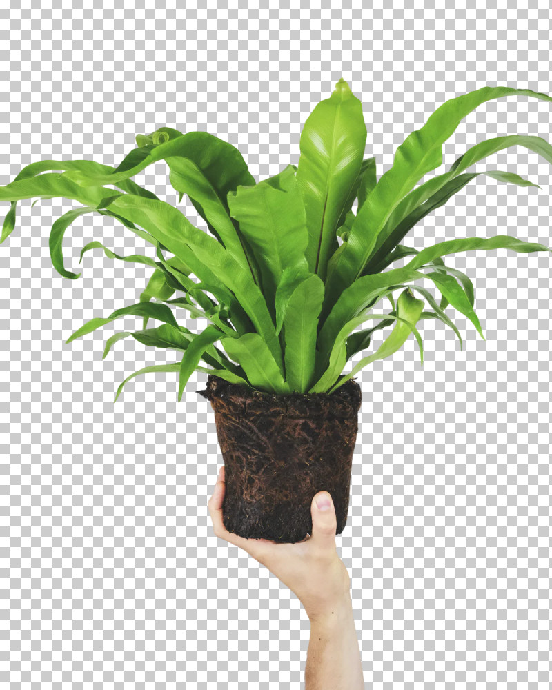 Fern PNG, Clipart, Aerial Root, Fern, Flowerpot, Green, Houseplant Free PNG Download