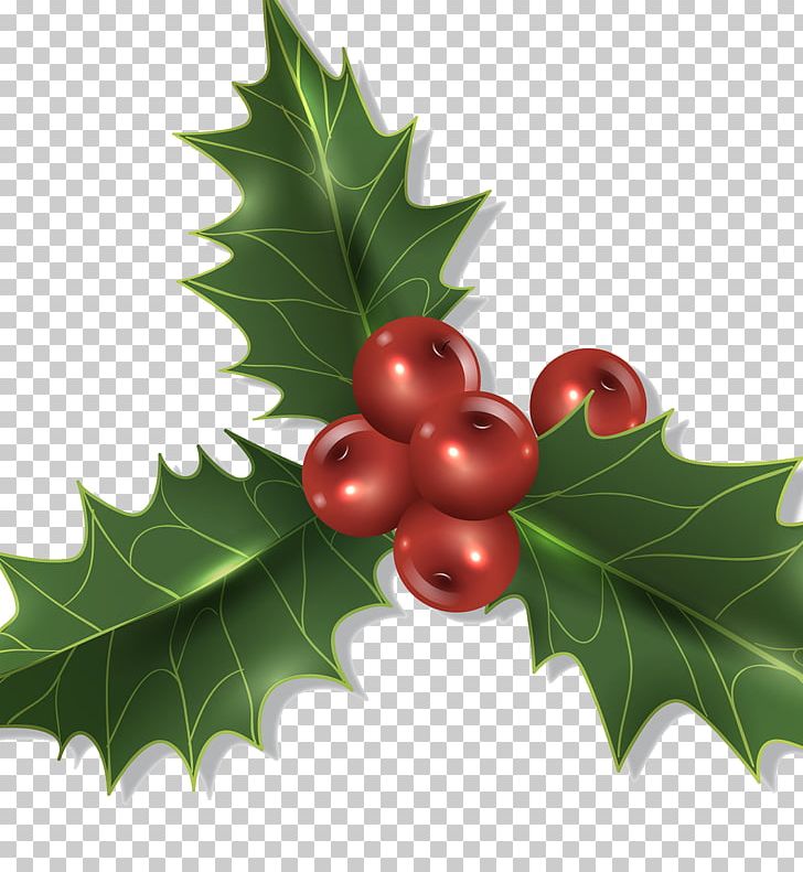 Christmas Decoration Holly PNG, Clipart, Advertisement Design, Aquifoliaceae, Aquifoliales, Berry, Christmas Free PNG Download