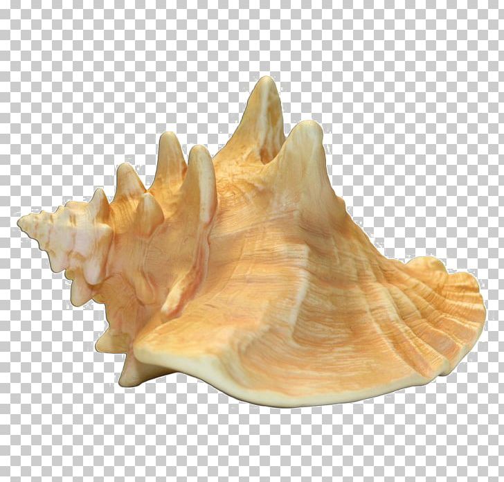 Queen Conch Portable Network Graphics Transparency PNG, Clipart, Clams Oysters Mussels And Scallops, Common, Conch, Creative Commons, Digital Image Free PNG Download