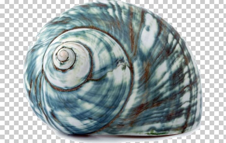 Seashell Sea Snail Gastropod Shell PNG, Clipart, Animals, Blue, Blue Sea, Conch, Gastropod Shell Free PNG Download