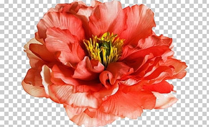 Carnation Cut Flowers Peony The Poppy Family PNG, Clipart, Carnation, Cut Flowers, Flower, Flowering Plant, Orange Sa Free PNG Download