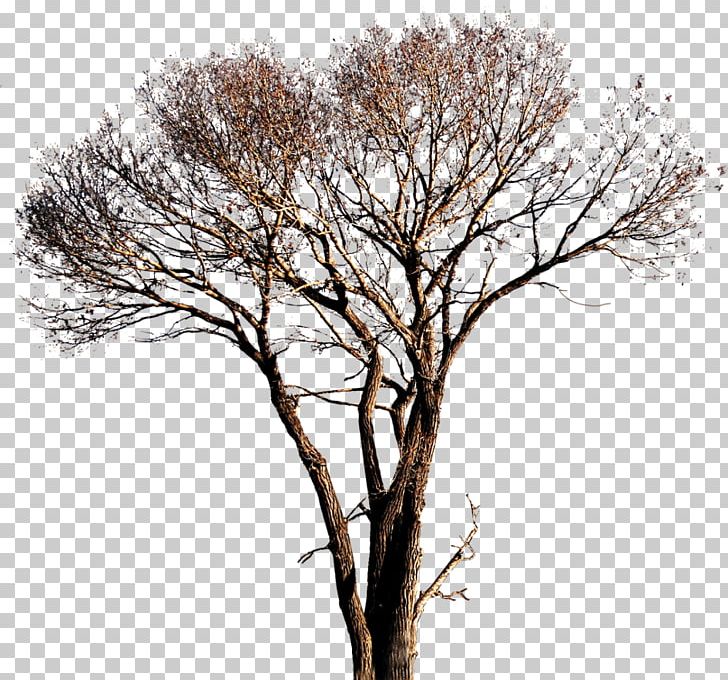 Tree White Poplar Computer Icons PNG, Clipart, 2d Computer Graphics, Branch, Computer Icons, Cottonwood, Dry Tree Free PNG Download
