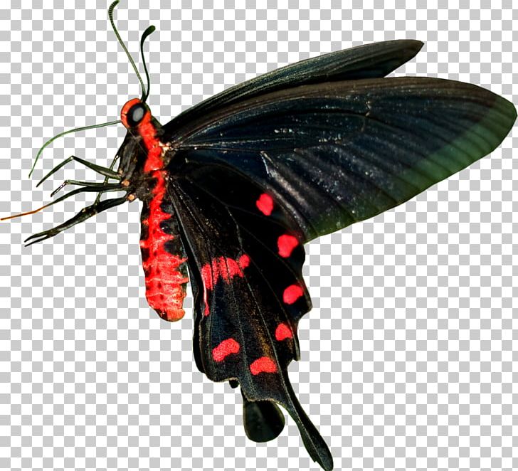 Brush-footed Butterflies Butterfly Moth PNG, Clipart, Arthropod, Brush Footed Butterfly, Butterfly, Flora Fauna And Merryweather, Insect Free PNG Download