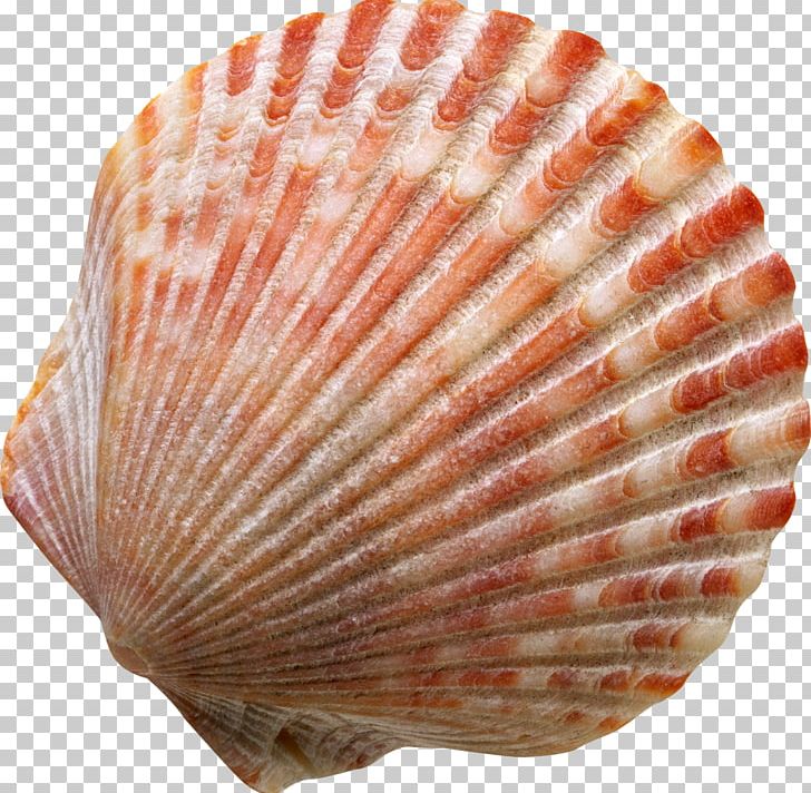 Seashell PNG, Clipart, Seashell Free PNG Download