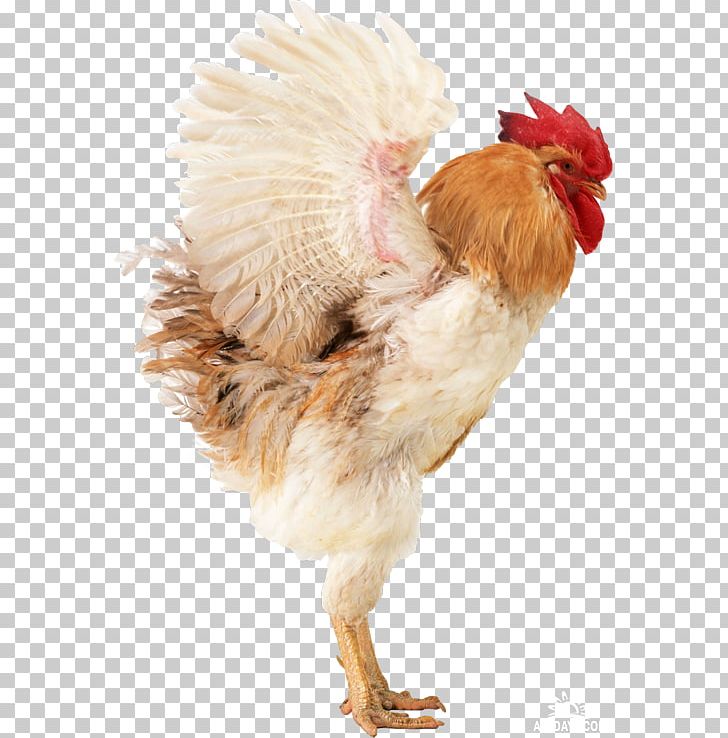 Chicken Broiler Rooster Poultry Incubator PNG, Clipart, Agriculture, Animals, Bird, Broiler, Chicken Free PNG Download