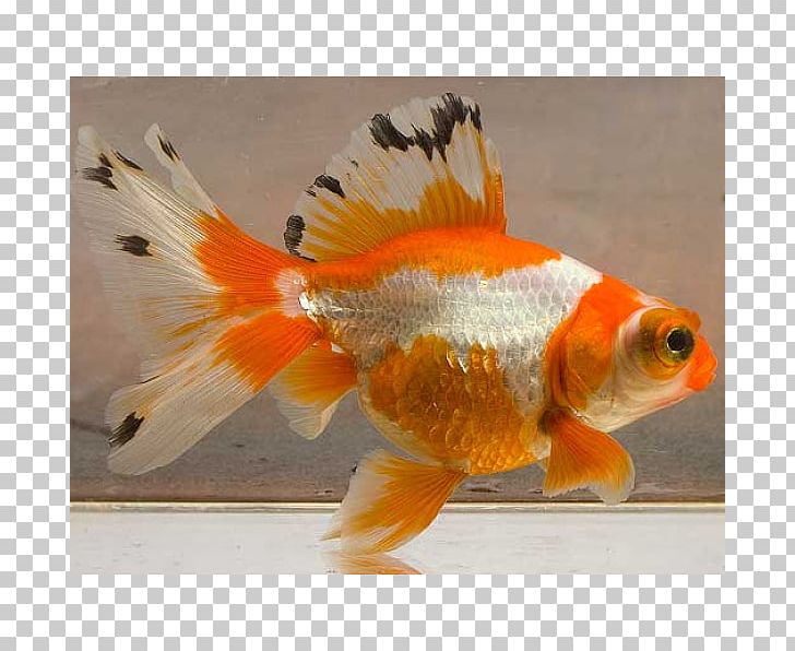 Common Goldfish Feeder Fish Northern Pike Sarcopterygii PNG, Clipart, Animals, Biology, Bony Fish, Bony Fishes, Carassius Auratus Free PNG Download