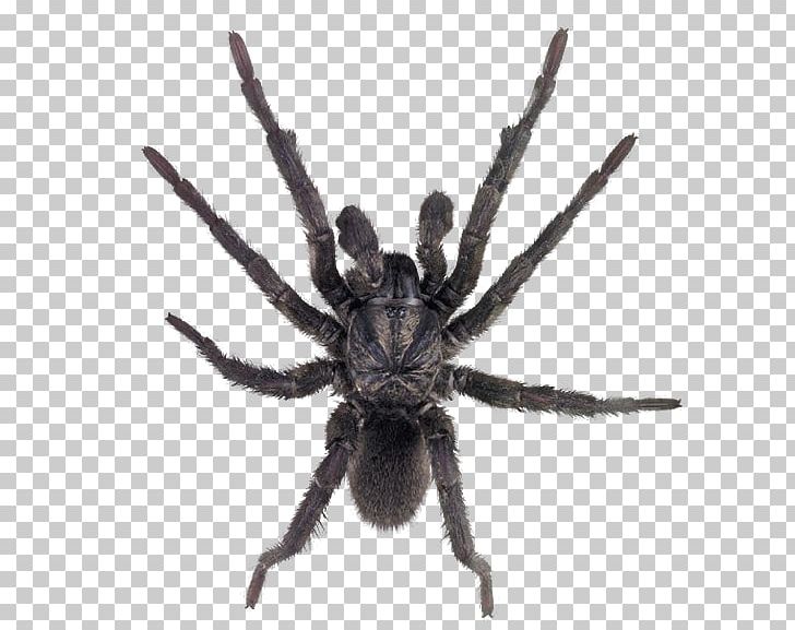 Sydney Funnel-web Spider PNG, Clipart, Arachnid, Black House Spider, Desktop Wallpaper, Insect, Insects Free PNG Download