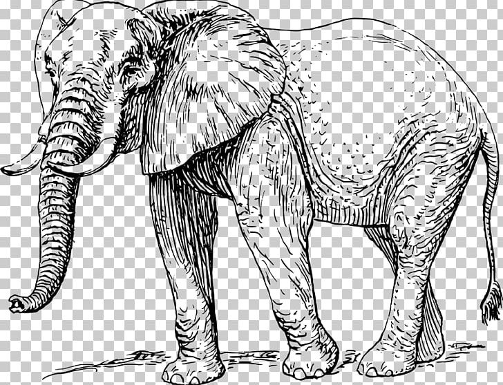 African Elephant Elephantidae Drawing PNG, Clipart, African Elephant, Animal Figure, Art, Big Cats, Black And White Free PNG Download