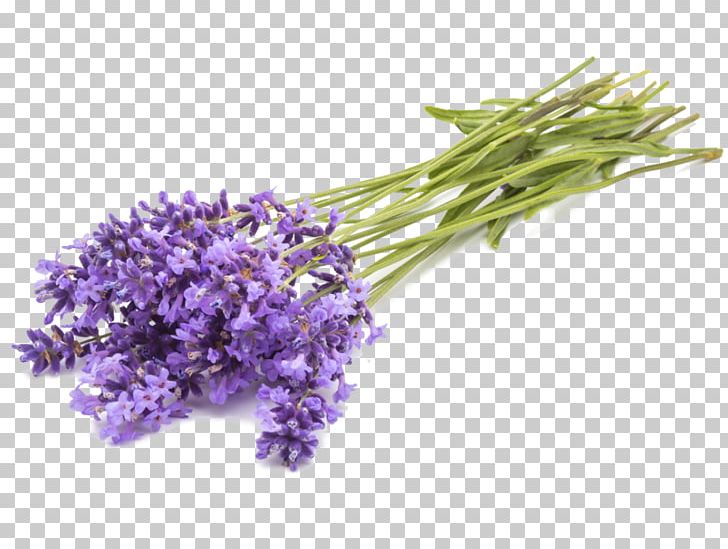 English Lavender Lavender Oil Aromatherapy Essential Oil Herb PNG, Clipart, Aromatherapy, Aromaticity, Bunch, Cut Flowers, English Lavender Free PNG Download