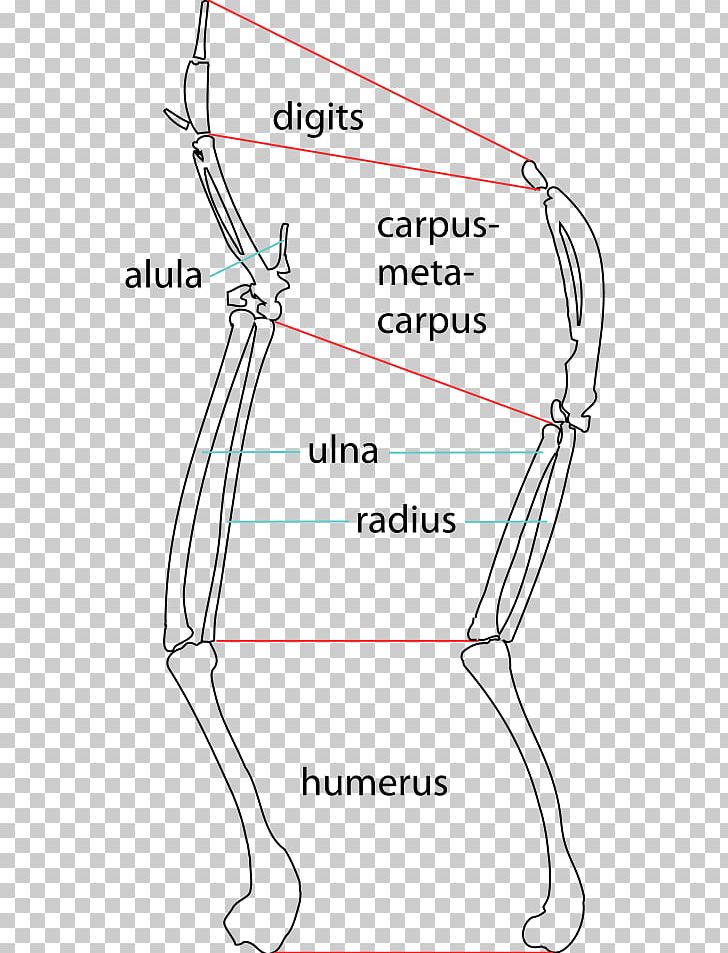 Jamaican Ibis Finger /m/02csf Joint PNG, Clipart, Angle, Area, Bone, Diagram, Drawing Free PNG Download