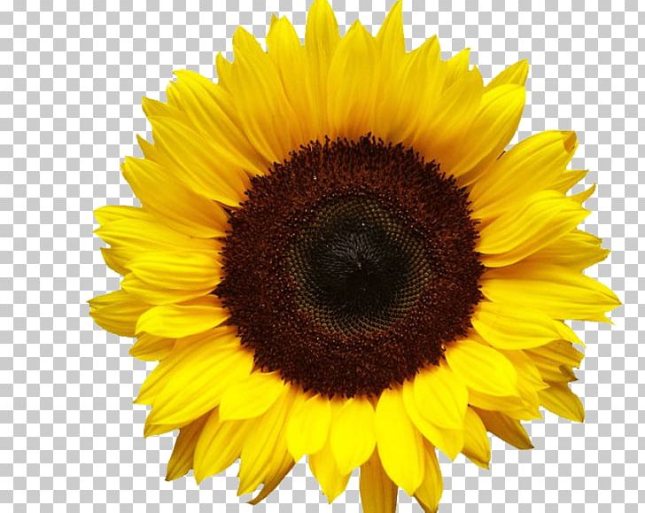 Portable Network Graphics Common Sunflower Transparency PNG, Clipart, Common Sunflower, Computer Icons, Daisy Family, Desktop Wallpaper, Download Free PNG Download
