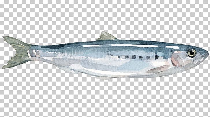 Sardine Mackerel Coho Salmon Anchovy Herring PNG, Clipart, Animals, Bonito, Bony Fish, Coho, European Pilchard Free PNG Download