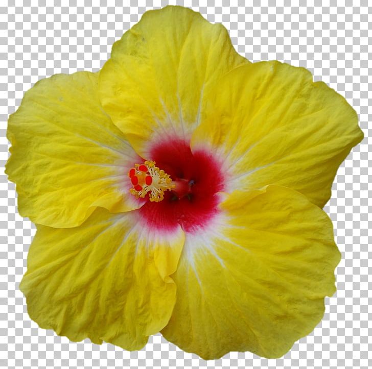 Shoeblackplant Close-up Hibiscus PNG, Clipart, Chinese Hibiscus, Closeup, Darshan, Flower, Flowering Plant Free PNG Download
