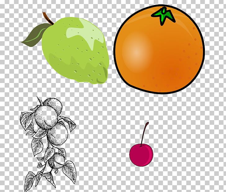 Apricot PNG, Clipart, Apple, Apricot, Artwork, Beet Watercolor, Citrus Free PNG Download
