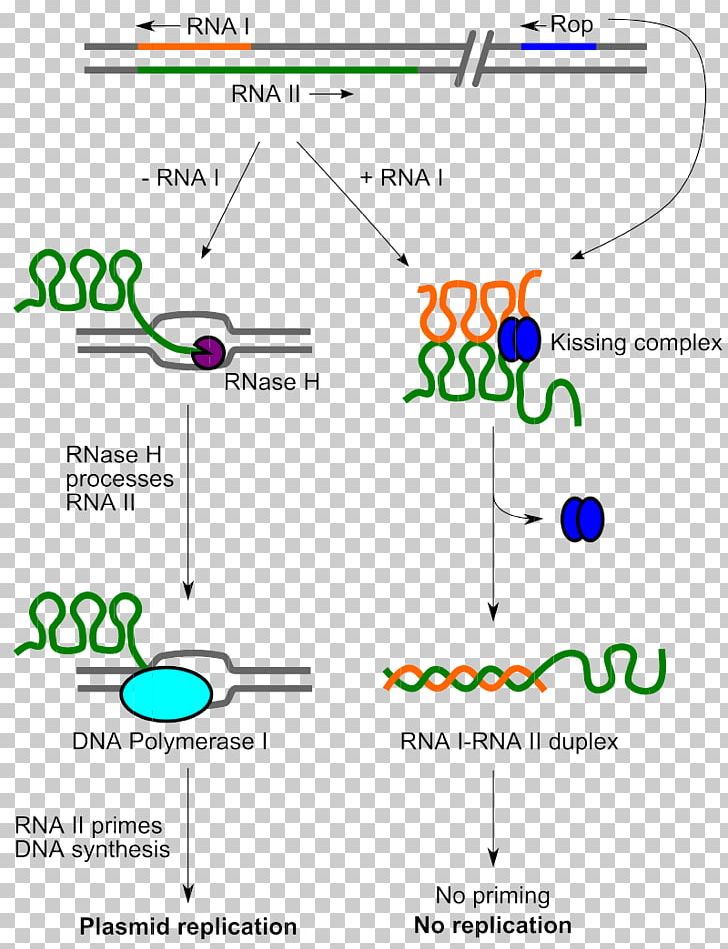 ColE1 DNA Replication Plasmid Origin Of Replication Molecular Biology PNG, Clipart, Angle, Area, Bacteria, Biology, Cole Free PNG Download