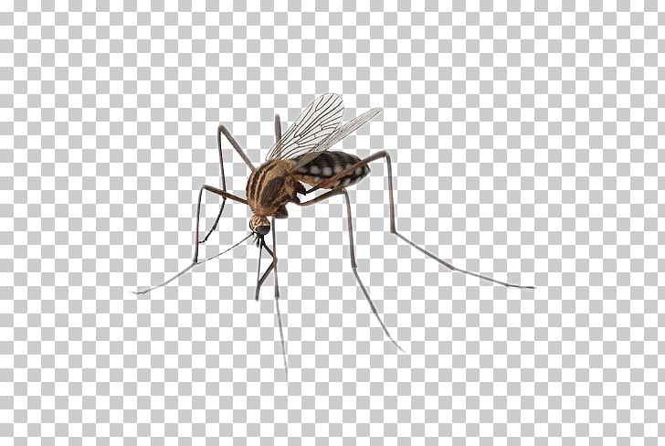 Mosquito Insect PNG, Clipart, Animals, Anti Mosquito, Arthropod, Designer, Fauna Free PNG Download