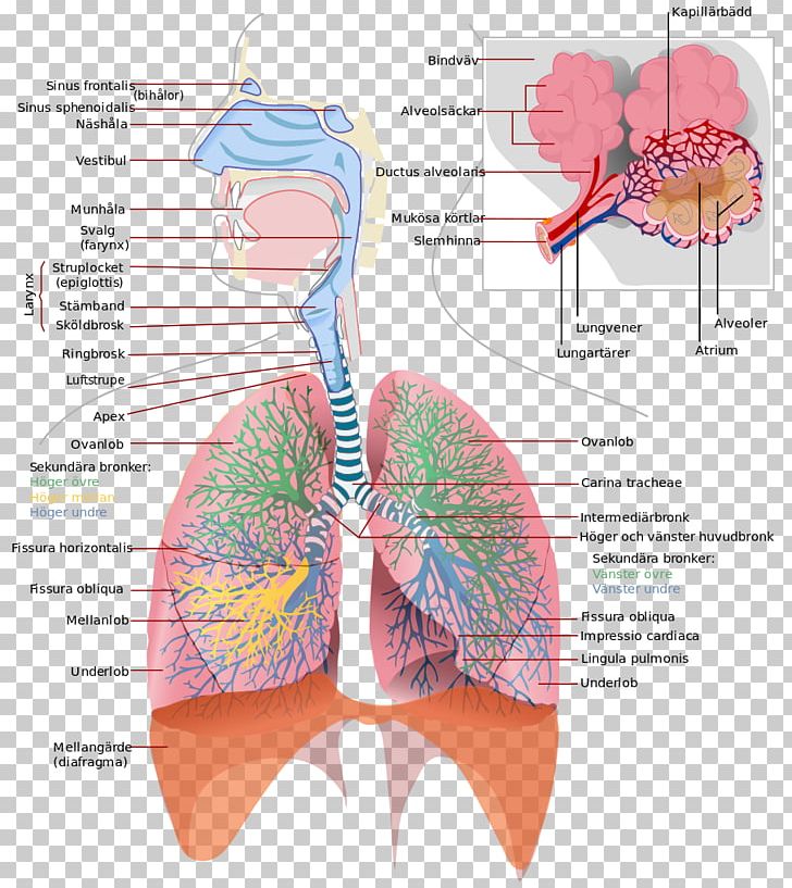 Respiratory System Respiratory Tract Respiration Breathing Lung PNG, Clipart, Anatomy, Apex, Breathing, Complete, Exhalation Free PNG Download
