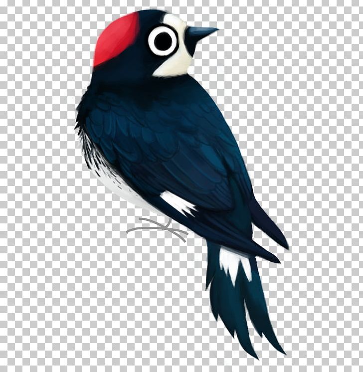 Beak Piciformes Feather PNG, Clipart, Animals, Beak, Bird, Bird Art, Bluebird Free PNG Download