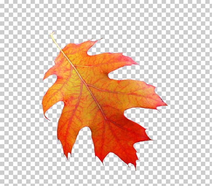 Glogster Ec PNG, Clipart, Education, Elementary, Fall, Fall Leaves, Glog Free PNG Download
