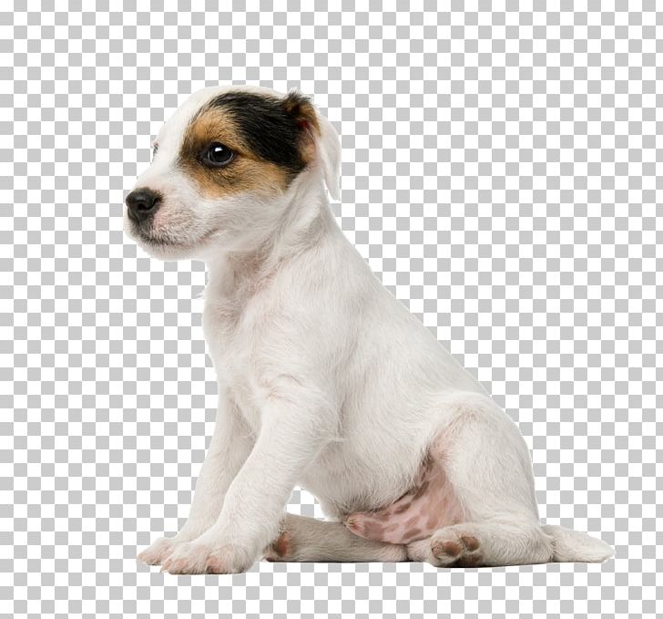 Jack Russell Terrier Puppy Parson Russell Terrier Miniature Fox Terrier American Bulldog PNG, Clipart, Ame, Animal, Animals, Canidae, Carnivoran Free PNG Download