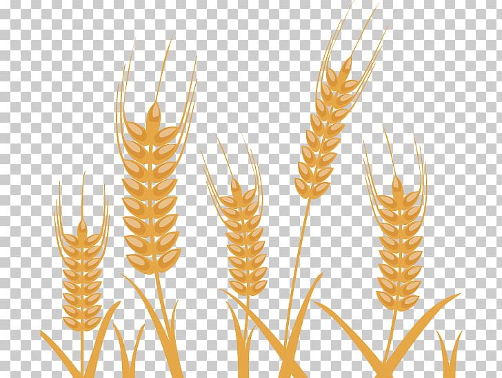 Photography Wheat Illustration PNG, Clipart, Abstract Pattern, Autumn Elements, Cereal, Food, Food Grain Free PNG Download