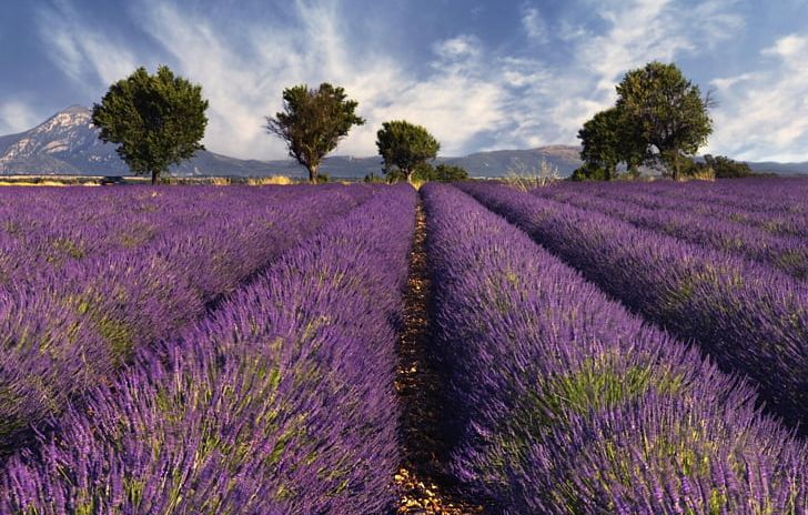 Provence Southern France English Lavender Travel Tourist Destination PNG, Clipart, Accommodation, Agriculture, Amadeus It Group, Crociera, Crop Free PNG Download