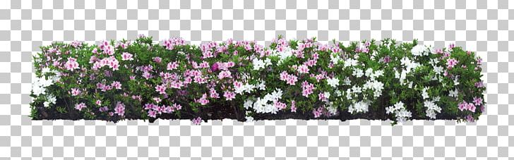 Shrub Flower Plant Tree PNG, Clipart, Animation, Computer Icons, Computer Software, Cut Flowers, Decorative Patterns Free PNG Download